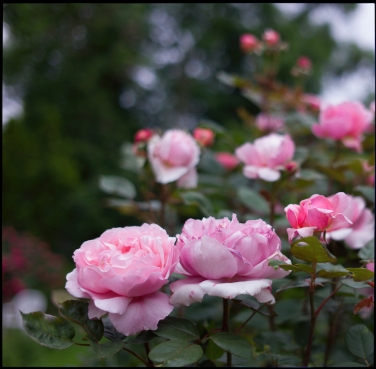 Website-L1212105-#moments #color #roses #hansmartindoelz
